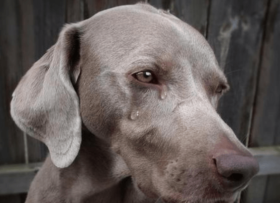 狗狗会哭吗?看完这些知识你会明白的