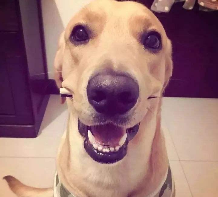 拉布拉多温顺吗？这些知识你应该感兴趣