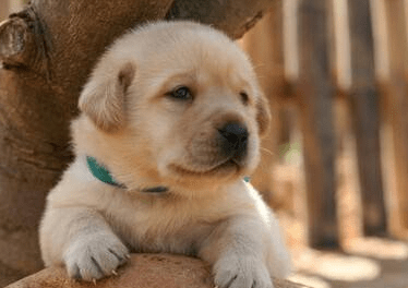 拉布拉多老是叫怎么办,百分之九十是因为这个