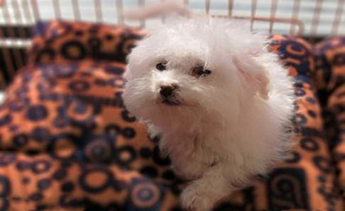比熊犬如何喂养?看看老手如何说