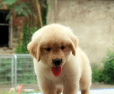 怎么训练小金毛犬?这些方法成为优秀“铲屎官”