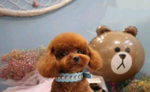 泰迪犬掉毛吗?注意区分正常不正常