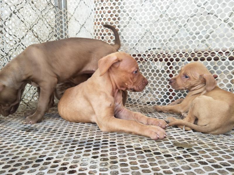 比特犬吃什么?长的猛不一定吃得多