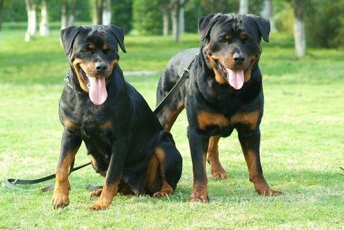 为什么很少人养罗威纳？不仅仅是凶猛这一点