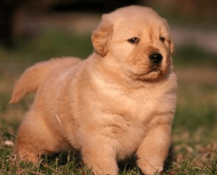 狗狗的肚子很大怎么办?注意排除这些原因