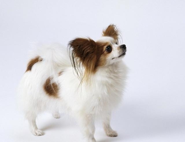 蝴蝶犬耳朵立不起来