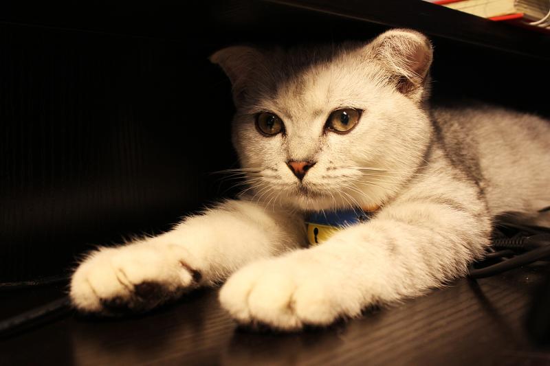 猫癣传染人吗?这些知识值得了解