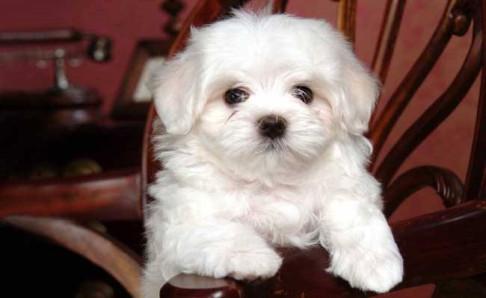 马尔济斯犬掉毛吗?关键还是看日常打理