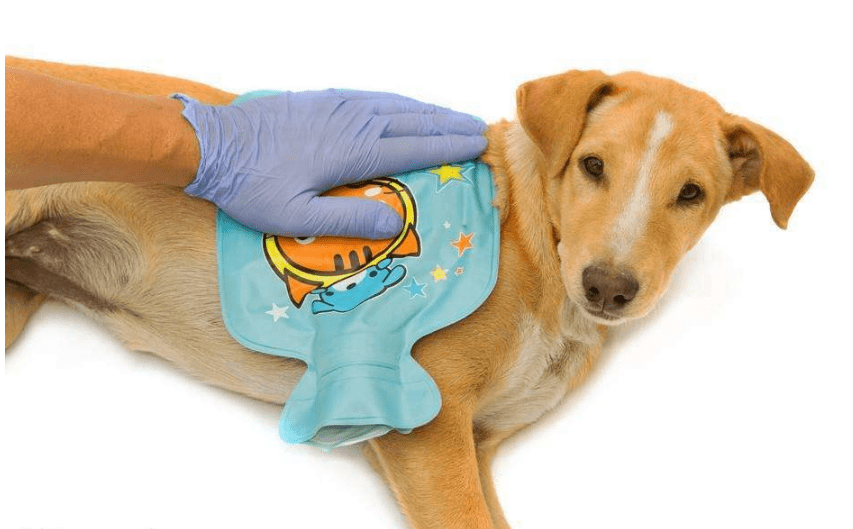 小狗发烧的症状 5大症状3大绝招