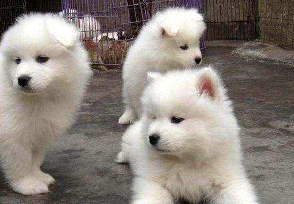 小萨摩耶怎么训练?打一巴掌给个糖