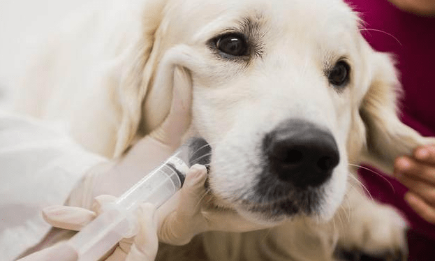 狗狗大量拉血是怎么回事？找到原因很重要