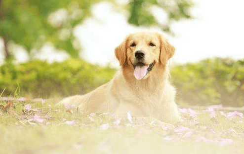 金毛掉毛厉害怎么办?小编给你来支招