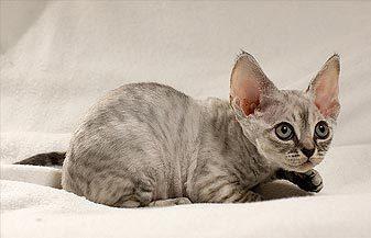 猫咪发情怎么缓解？用这种方法试试