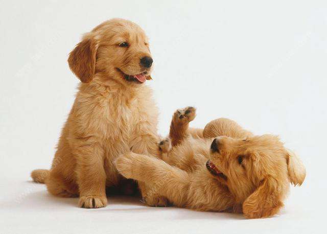 拉布拉多犬和金毛哪个好,你心中的它最好