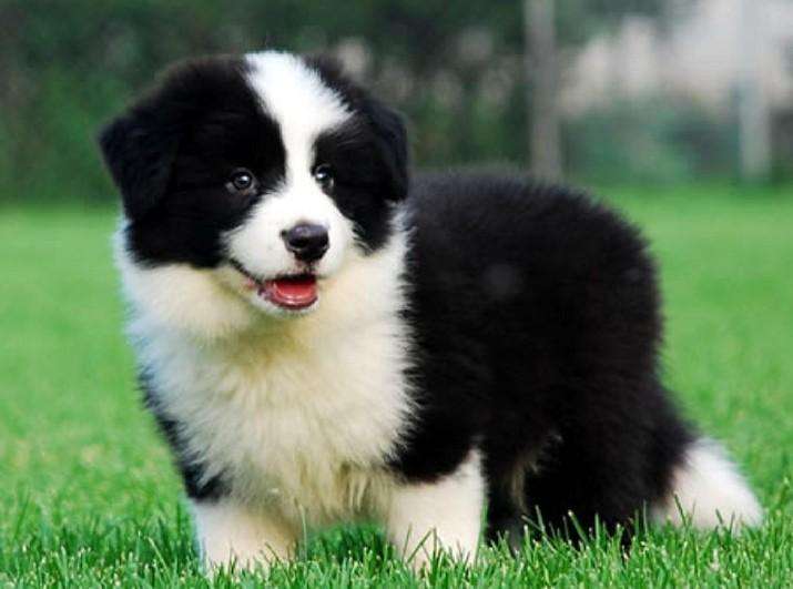 边境牧羊犬的训练，自己就能搞定