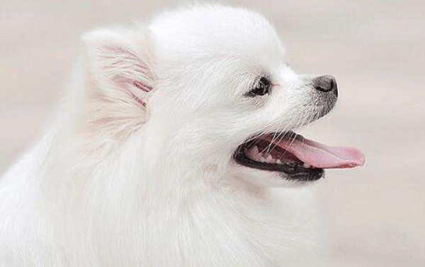 博美犬吃多了吐了怎么办?根据具体情况来处理