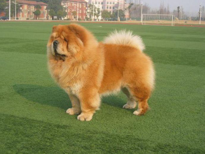 松狮怎么训练?都是按套路来的