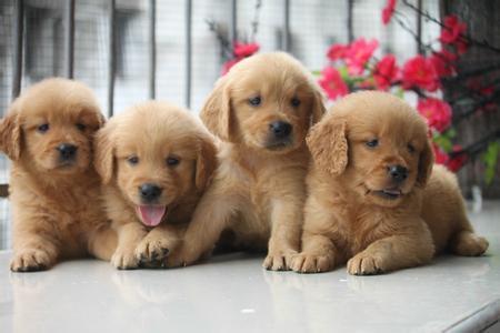 狗狗可以吃鸡蛋吗？这个还真可以吃