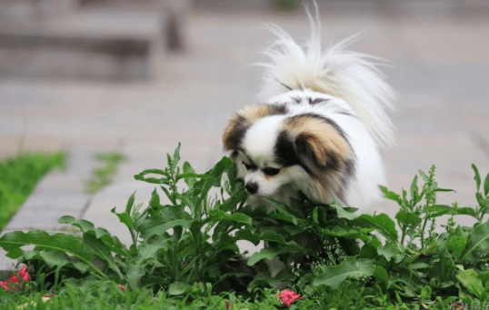 蝴蝶犬上吐下泻是什么症状，大部分都是这个原因