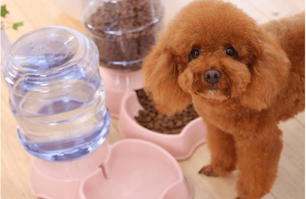 泰迪狗的禁忌,这些你有没有犯过?