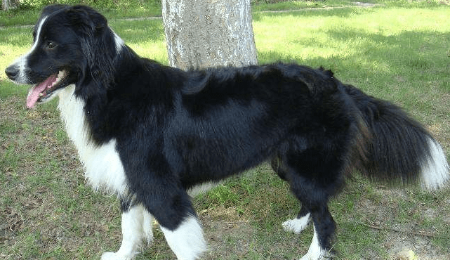 边境牧羊犬不溜可以吗?来证实下该想法是否可行