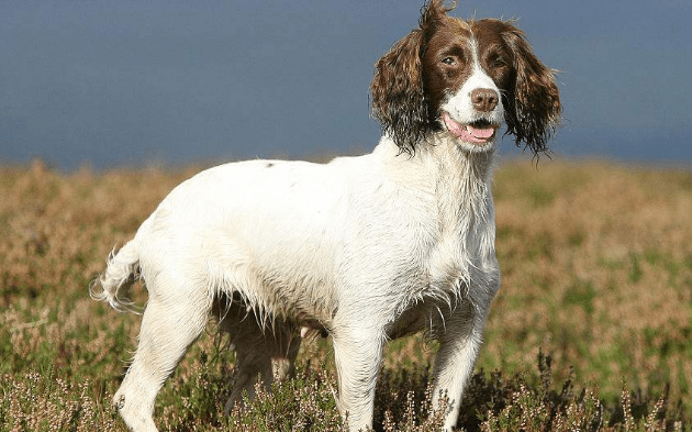 史宾格犬喜欢吃什么,注意这些让它食不合嘴