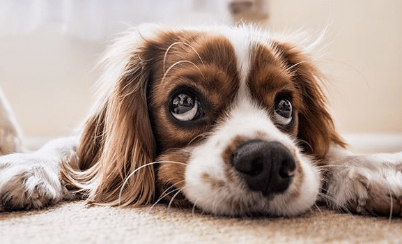 宠物狗寄养训练，小套路要记住