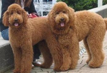 狗狗干呕不吃怎么回事？排查下看是否是这些原因