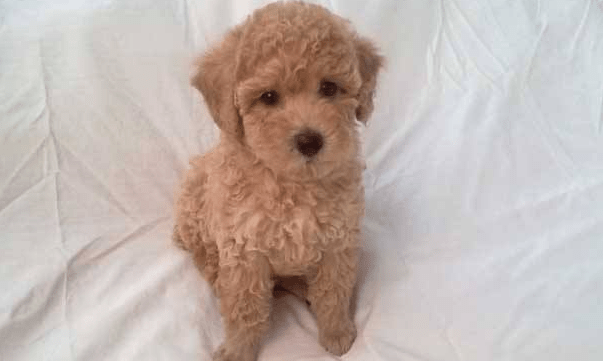 贵宾犬颜色哪个最好看？这个还是在于自己的喜爱