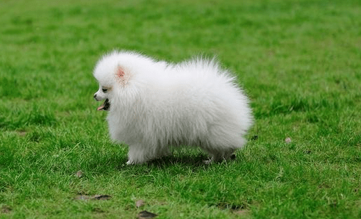 白博美毛怎么越来越黄?真不是一二种原因导致的