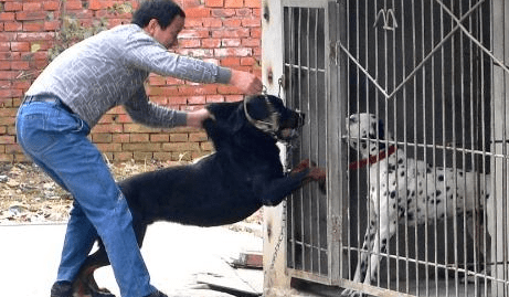 罗威纳犬咬主人吗？从小培养教育很重要