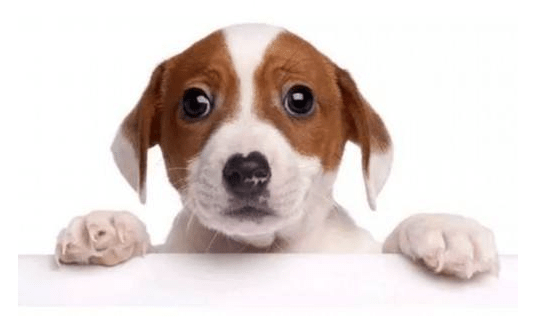 狗鼻子干怎么办,这些妙招交给你