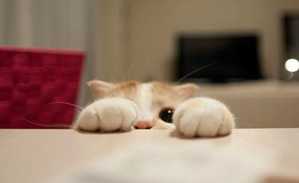 猫为啥怕黄瓜?是黄瓜像蛇的原因吗