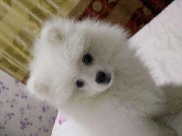 博美吃什么狗粮最好?只选好的不选贵的