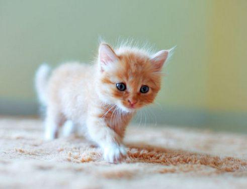 刚出生的小猫吃什么?这几种食物要必备