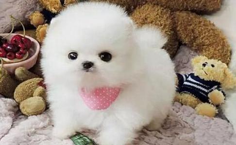 为什么说博美不好养?都是这些原因导致的