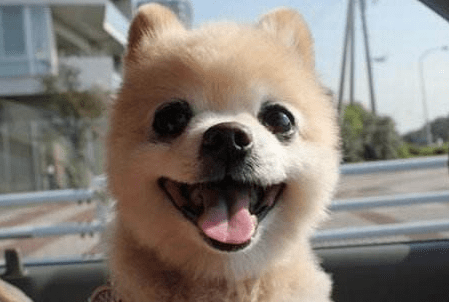 狗狗能活多少年 居然只有这么短的寿命!