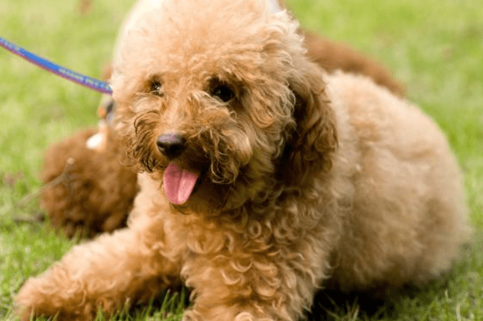 贵宾犬尿黄是怎么了？排查下这些方面