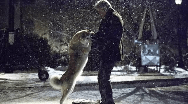 关于狗狗的感人电影?这些电影你看了吗