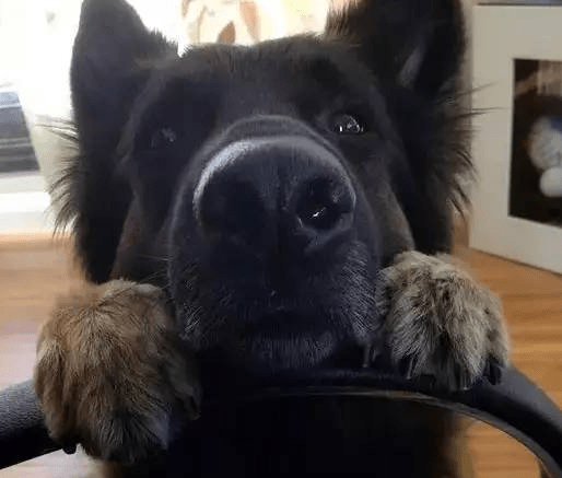 德国牧羊犬凶吗? 不要再“以貌取狗”了