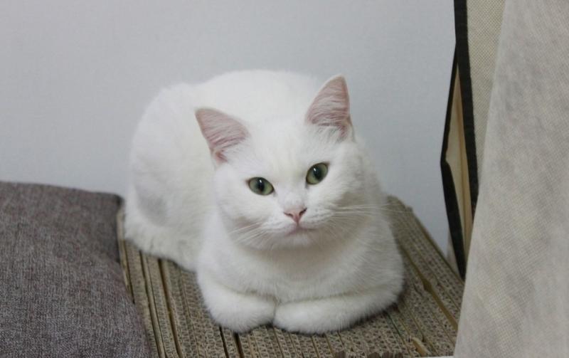 猫发情的表现,这些请注意观察