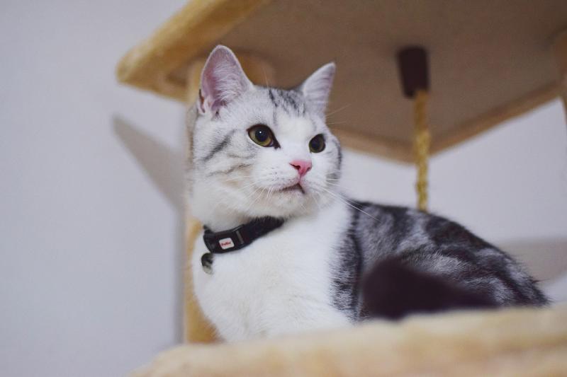 猫鼻子上长黑色的东西,是什么原因导致的