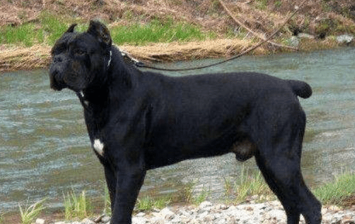 卡斯罗几个月认主人,大约是从这个时候开始的