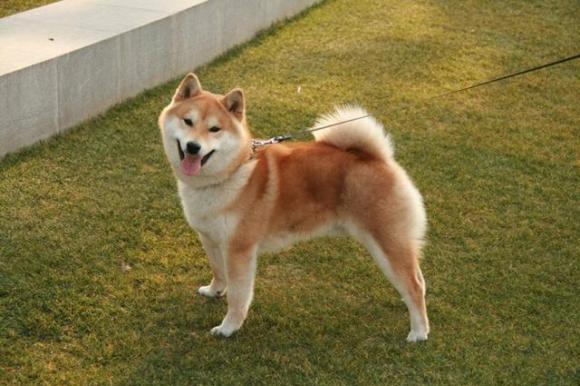 保护主人意识最强的狗有哪些呢,真的会拿命保护主人?