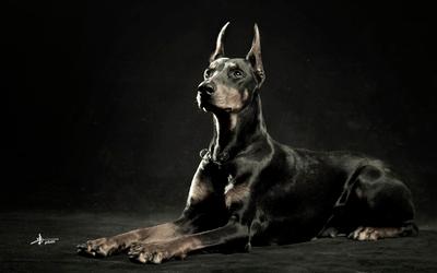 关于杜宾犬的电影,你看过几部?