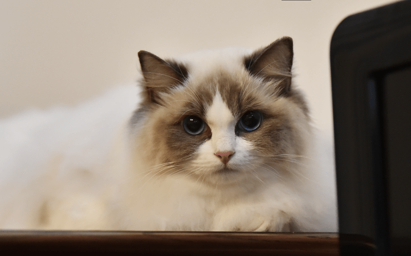 布偶猫粘人程度,超乎你的想象