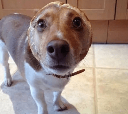 狗狗可以吃面包吗?还是少吃为妙