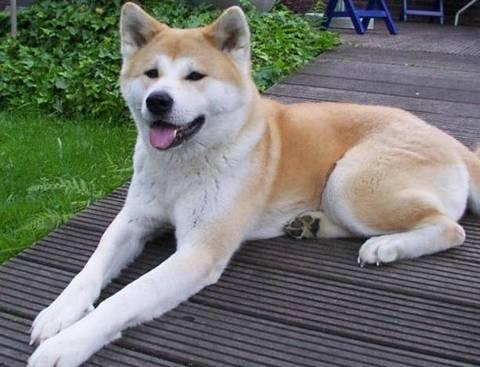 秋田犬护主吗?试试你就知道它有多厉害