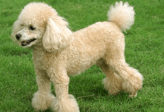 贵宾犬对主人忠诚吗?其实完全可以相信它们