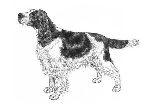 纯种史宾格犬能吃肉吗?专家是这样建议的